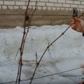 Прямой путь к увеличению урожая — обрезка винограда на зиму