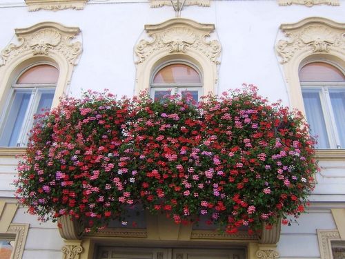 Цветы на балконе: выбор и расположение, дизайн, фото и названия
