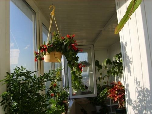 Сад на балконе своими руками (фото дизайнов, видео)