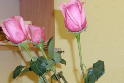 Как продлить жизнь букету, чтобы цветы дольше стояли?