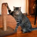 Как отучить кошку драть обои – реально или нет?