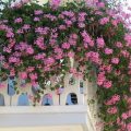 Вьющиеся растения для балкона: выбор и уход (фото)